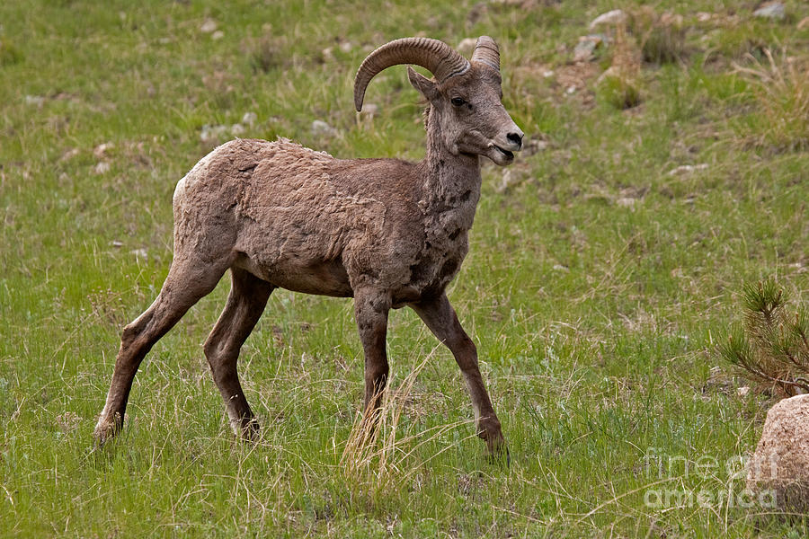 Big Horn Sheep Ram #3 Photograph by Fred Stearns