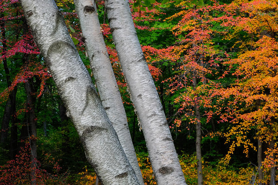 Fall Photograph - 3 Birch Trees by Gunther Schabestiel