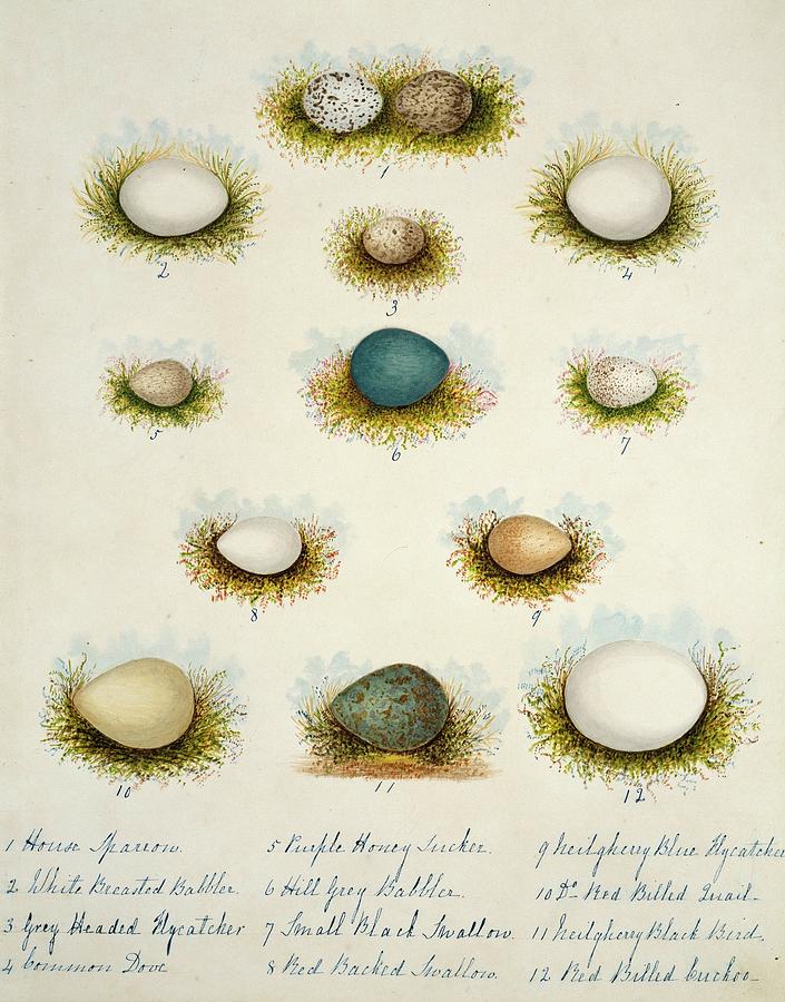 Bird Eggs From India #3 Photograph by Natural History Museum, London/science Photo Library