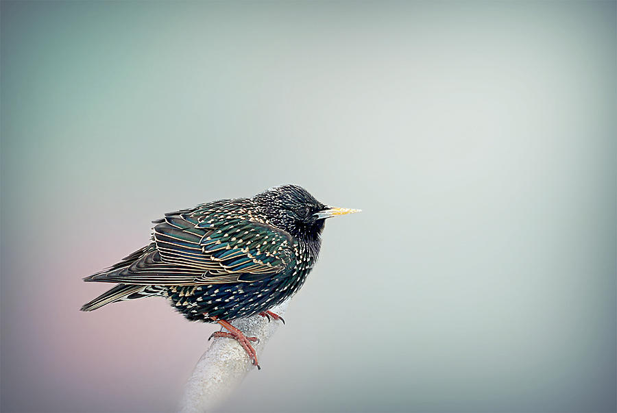 Bird Photograph - Bird #3 by Heike Hultsch