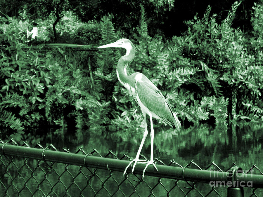 Heron. Bird Collection. Black Grey Green Colors Photograph by Oksana Semenchenko