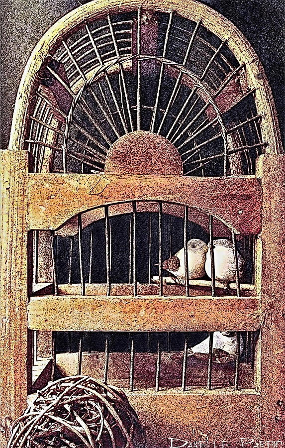 Bird Photograph - 3 Birds In A Wooden Cage  by Danielle  Parent