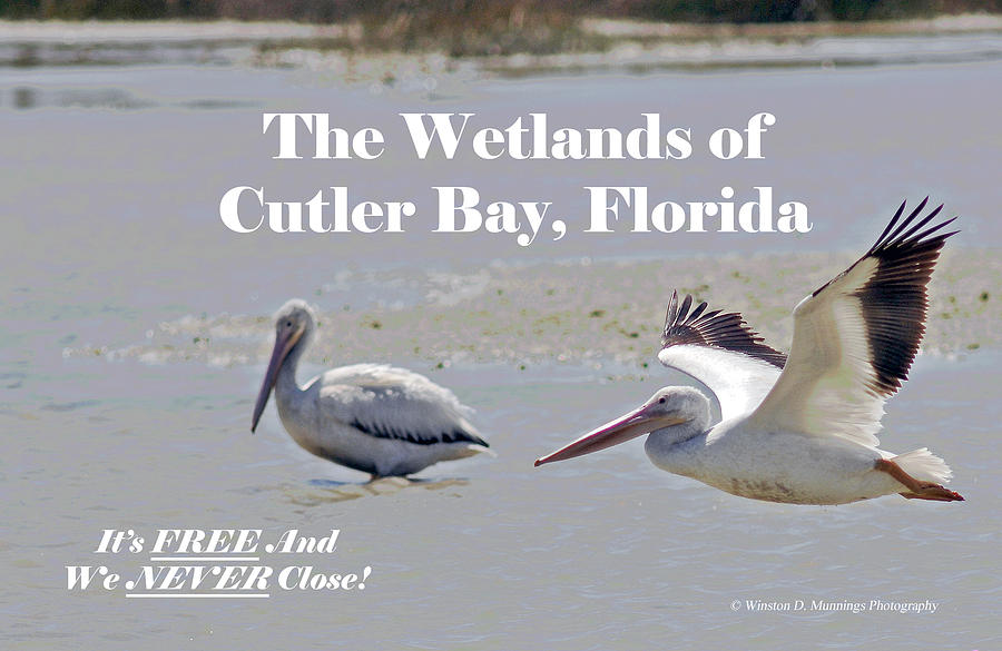 Birds Of Cutler Bay Wetlands #3 Photograph by Winston D Munnings