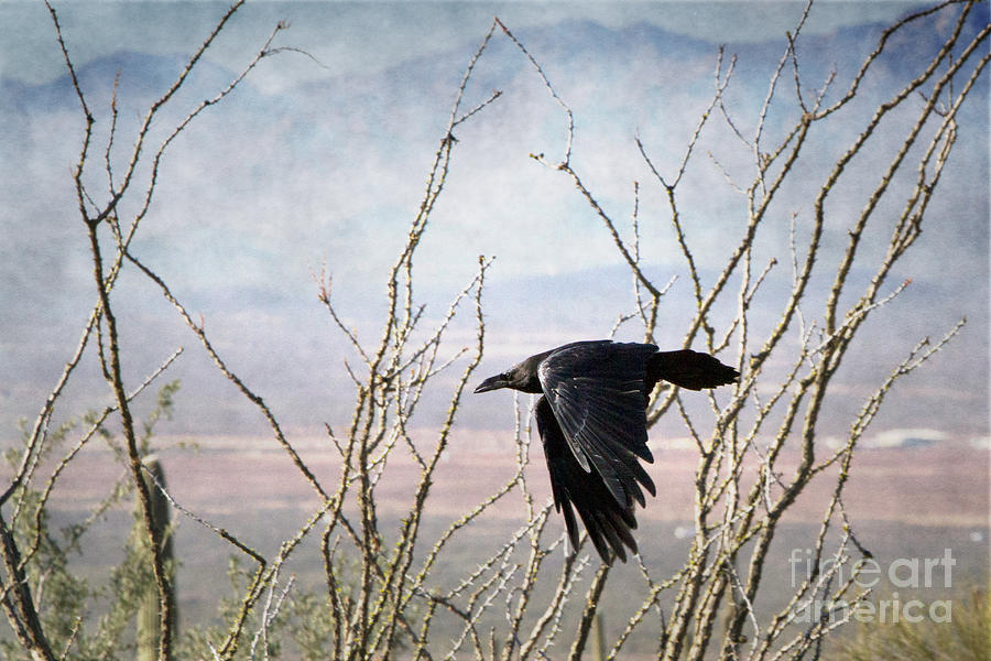 Common Raven Photograph by Marianne Jensen