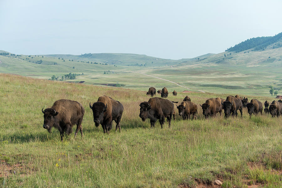 Bison Buffalo In Wind Cave National Park Photograph By Mark Newman