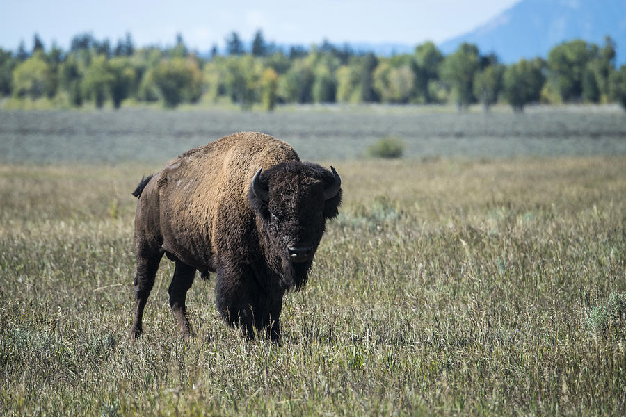 Bison Grand Teton National Park, Wy Photograph by Mark Newman | Fine ...