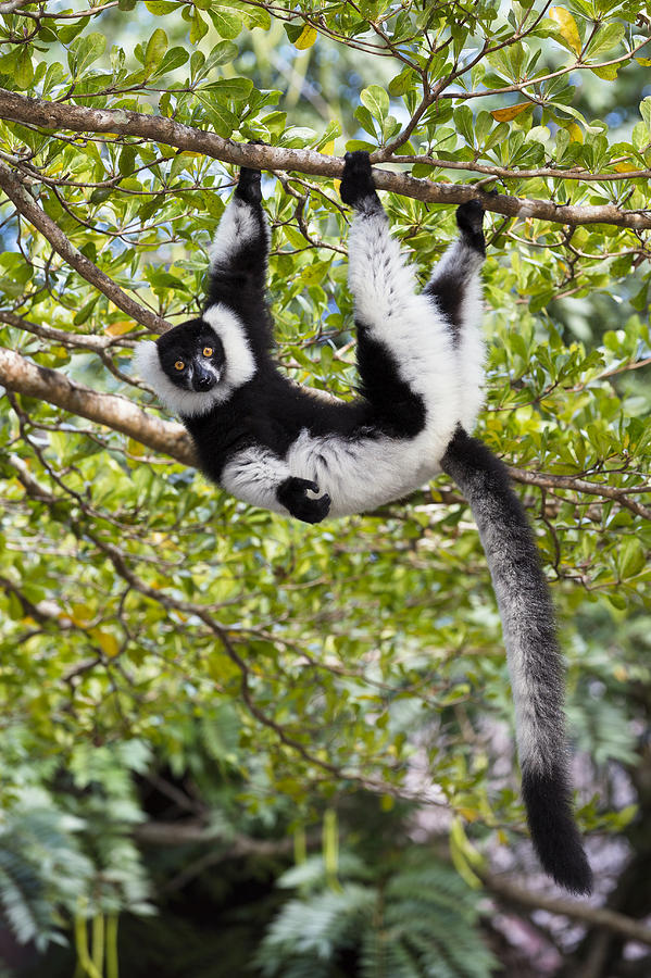 Black And White Ruffed Lemur Madagascar #3 Photograph by Konrad Wothe