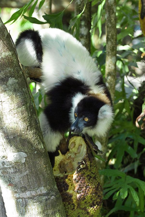 Black And White Ruffed Lemur #3 Photograph by Philippe Psaila/science Photo Library