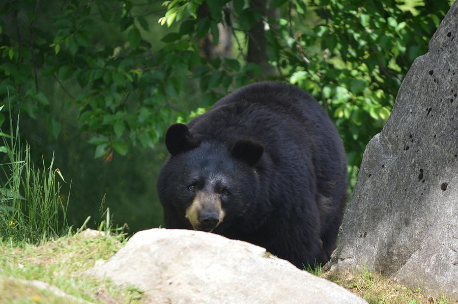 Wildlife Photograph - Black Bear #4 by Brad Kennedy