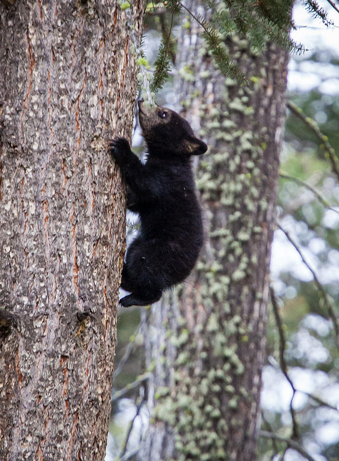 Black Bear Cub climbing tree Photograph by Jason Ralston - Fine Art America