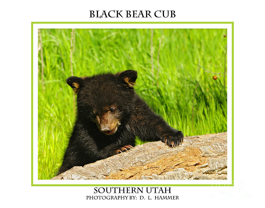 Black Bear Cub #3 Photograph by Dennis Hammer