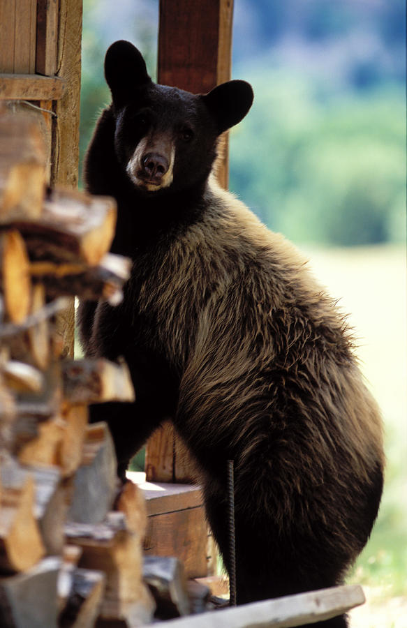 Black Bear #3 Photograph by Greg Ochocki
