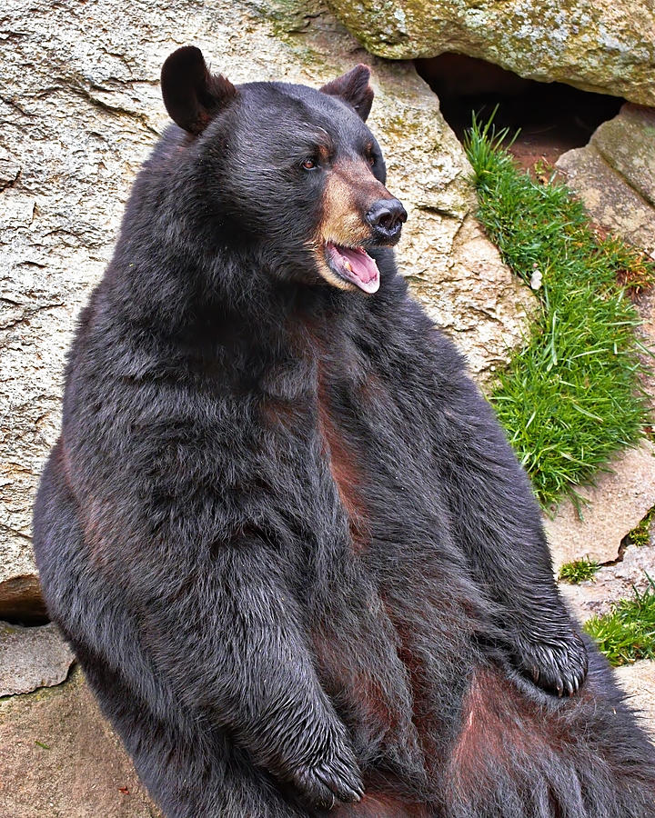 Black Bear #4 Photograph by Mary Almond