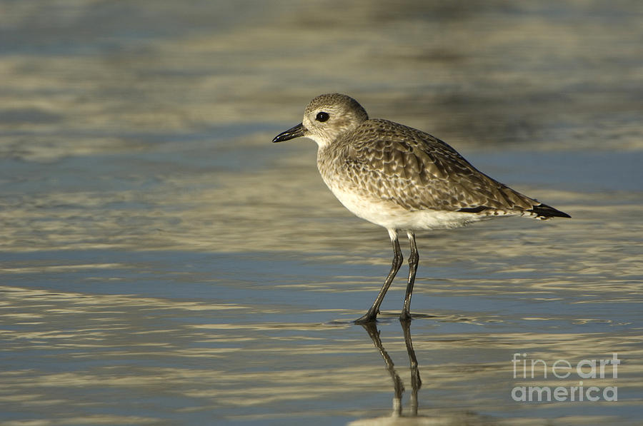 Black-bellied Plover #3 Photograph by John Shaw