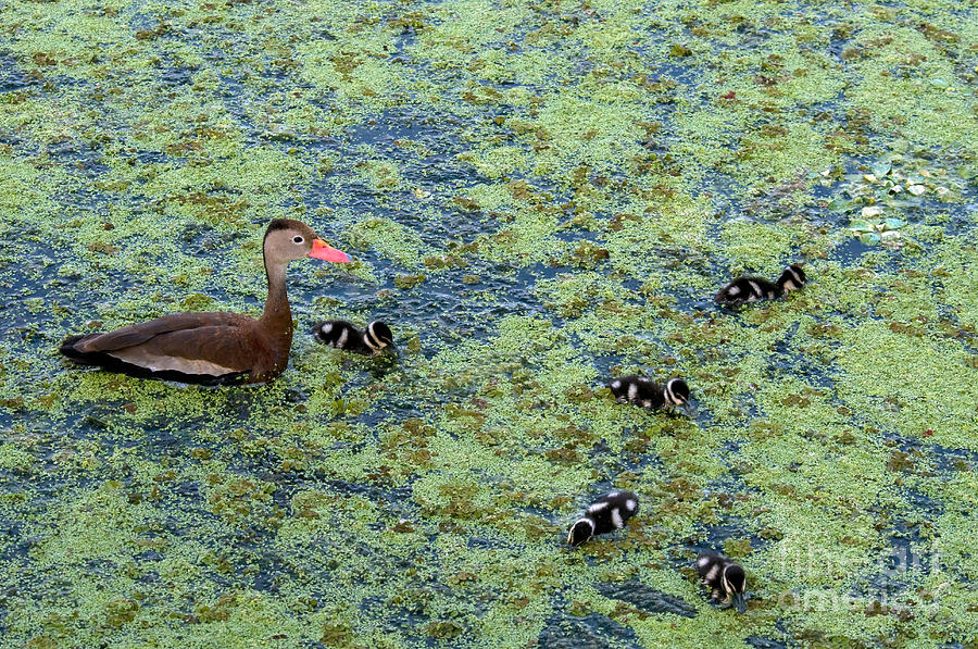Black-bellied Whistling-duck #3 Photograph by Mark Newman