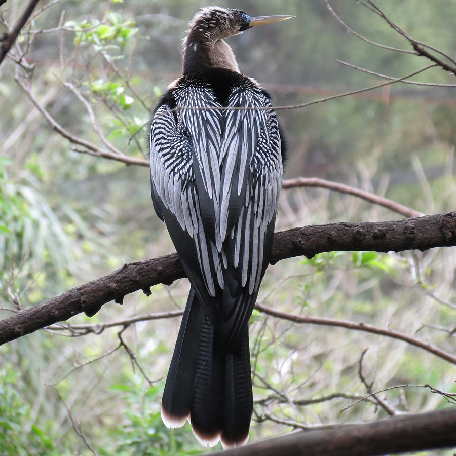 Black Bird #3 Photograph by Vijay Sharon Govender