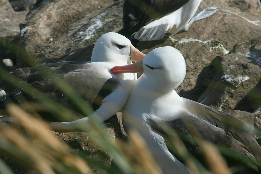 Black Browed Albatross Pair #3 Photograph by Amanda Stadther