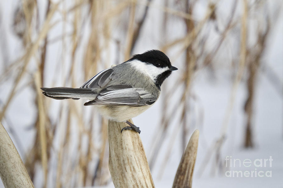 Black-capped Chickadee #3 Photograph by Linda Freshwaters Arndt