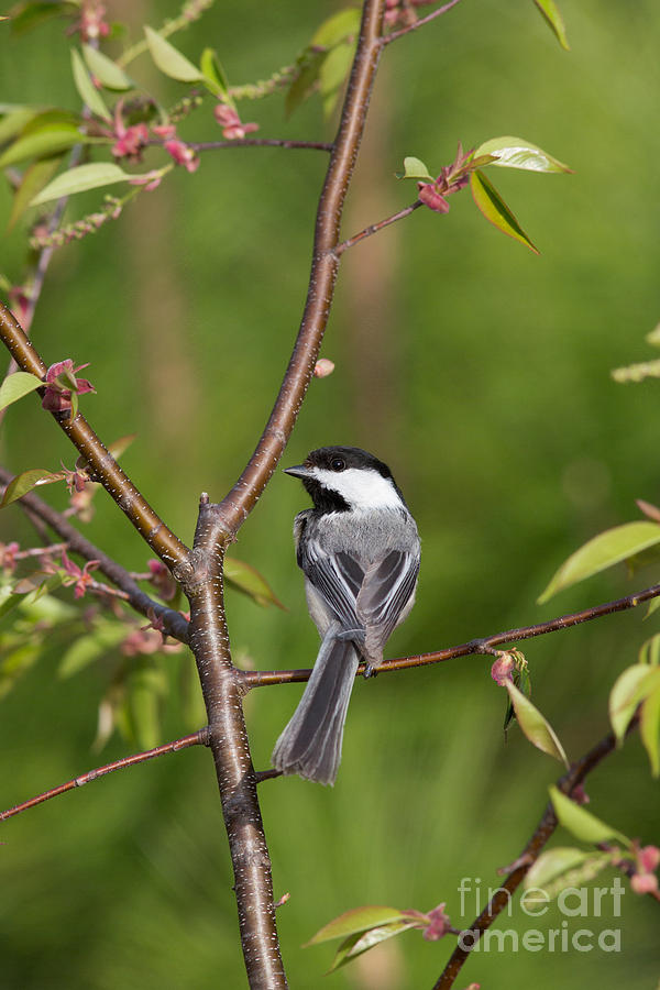 Chickadee Photograph - Black-capped Chickadee Poecile #3 by Linda Freshwaters Arndt