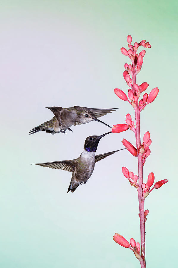 Bird Photograph - Black-chinned Hummingbird (archilochus #3 by Larry Ditto