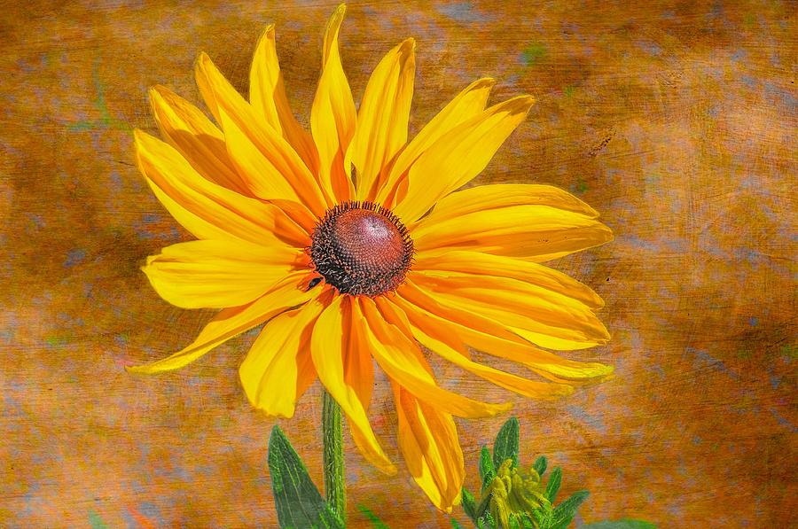 Black-eyed Susan #3 Photograph by Peggy Blackwell