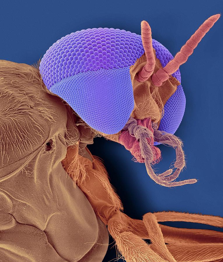 Black Fly Adult Female Head #3 Photograph by Dennis Kunkel Microscopy/science Photo Library