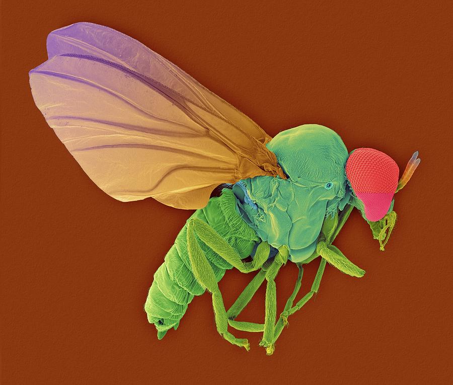 Buffalo Photograph - Black Fly Adult Male #3 by Dennis Kunkel Microscopy/science Photo Library