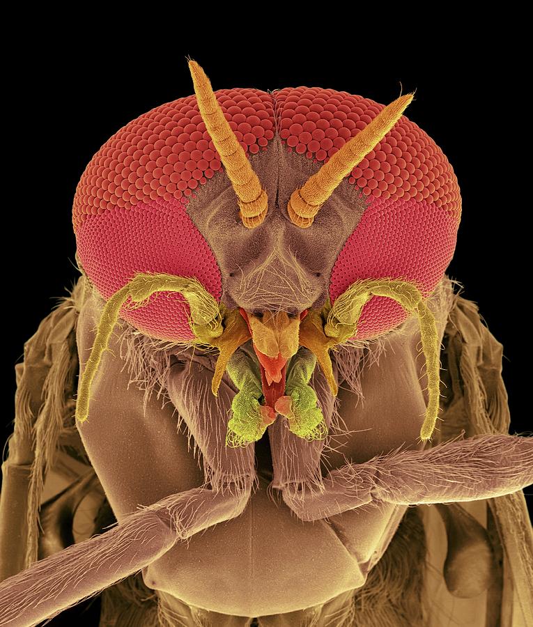 Black Fly Adult Male Head #3 by Dennis Kunkel Microscopy/science Photo ...