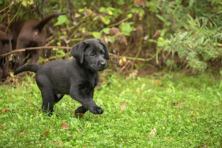 Black Labrador Retriever Puppy #3 Photograph by Linda Arndt