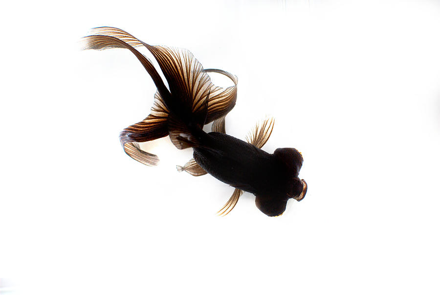 Black Moor Goldfish #3 Photograph by Nathan Abbott