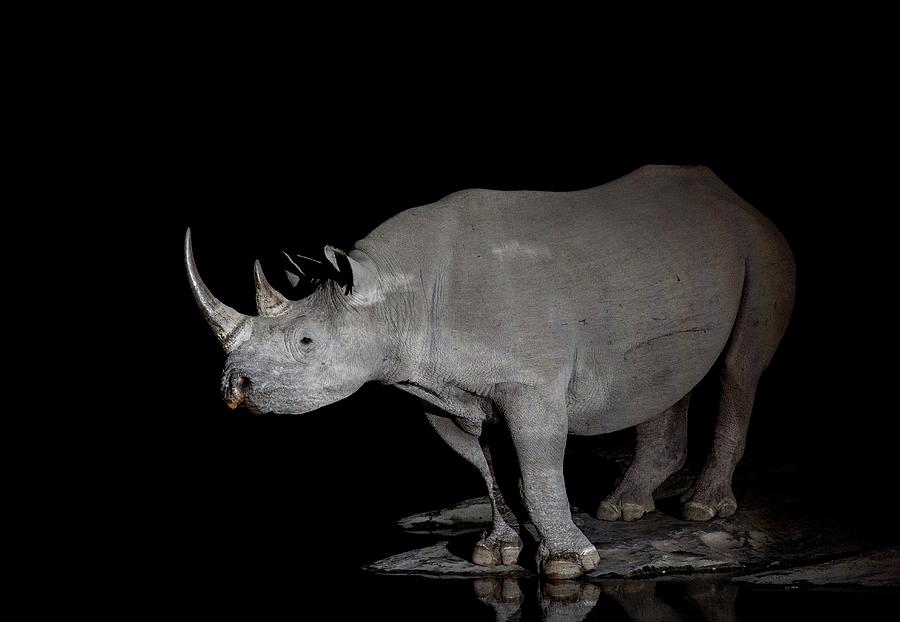 Black Rhinoceros At Night #3 Photograph by Tony Camacho/science Photo Library