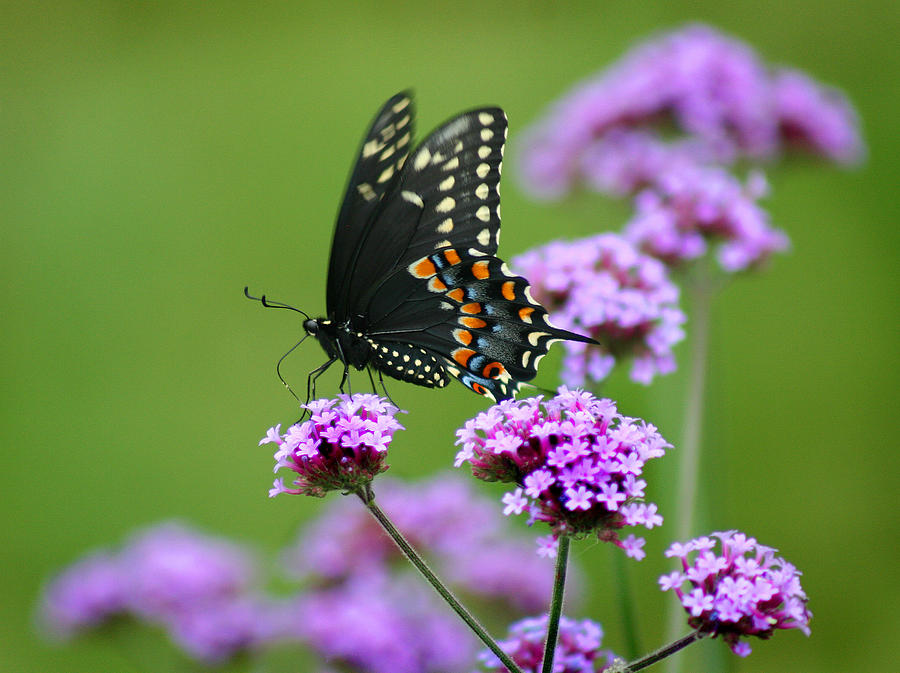 Black Swallowtail Butterfly  #1 Photograph by Karen Adams