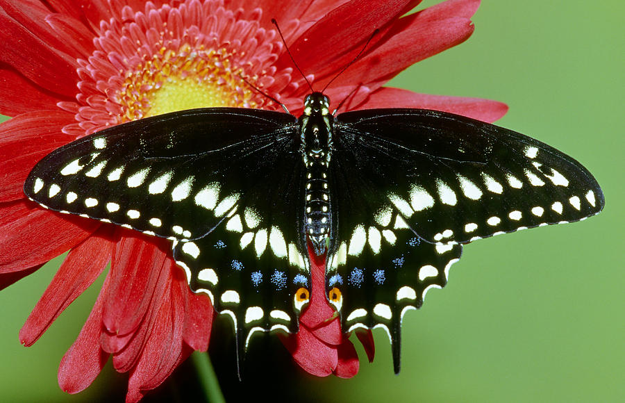 Black Swallowtail Butterfly #3 Photograph by Millard H. Sharp