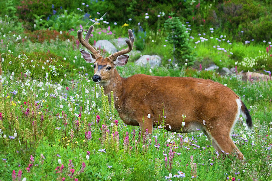 Black-tailed Deer Buck #3 Photograph by Ken Archer - Fine Art America