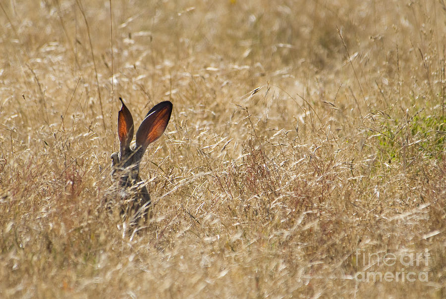 Black-tailed jackrabbit by Dan Suzio Black-tailed jackrabbit by Dan Suzio