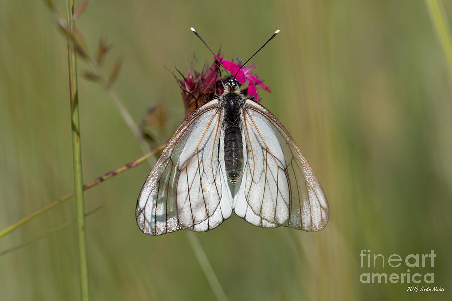 Black-veined White Butterfly #3 Photograph by Jivko Nakev