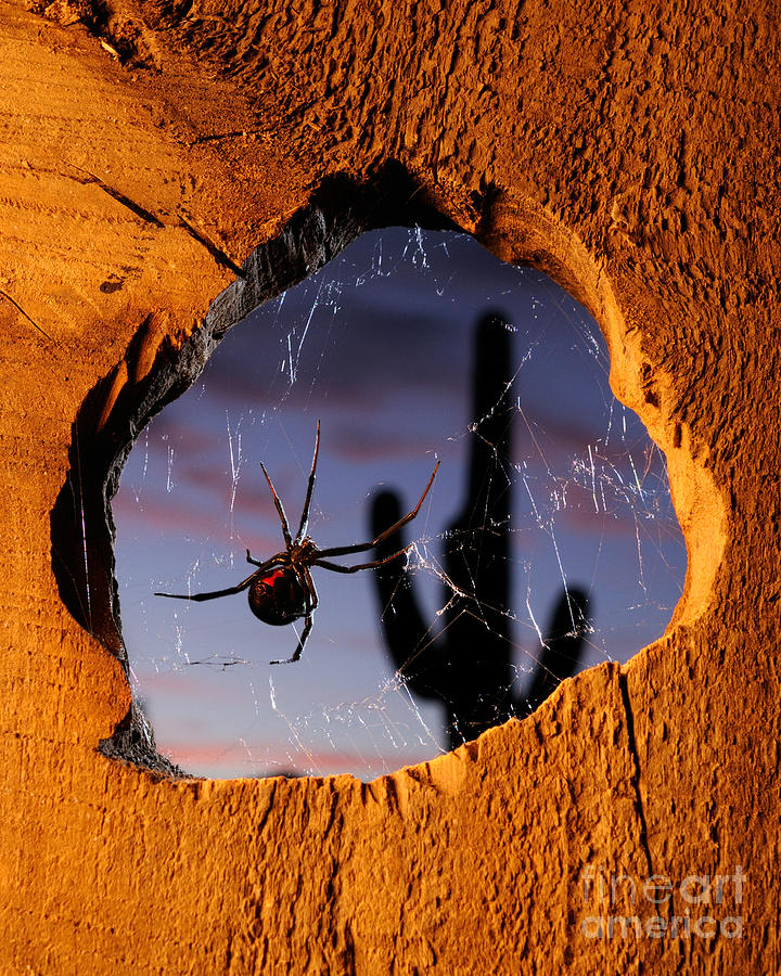 Black Widow Spider #3 Photograph by Scott Linstead Black Widow Spider #3 Photograph by Scott Linstead