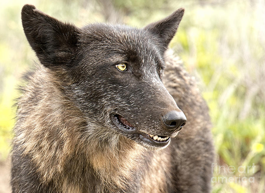 Black Wolf #3 Photograph by Deby Dixon
