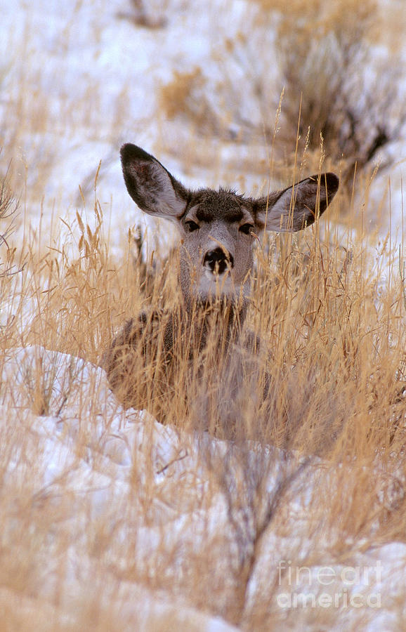 Blacktail Or Mule Deer #5 Photograph by Art Wolfe