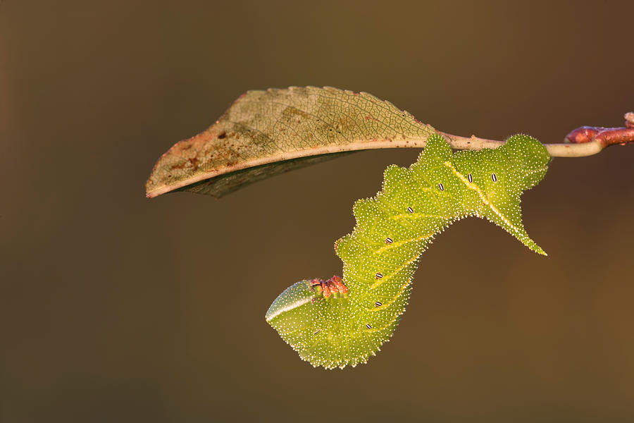 Insects Photograph - Blinded Sphinx Moth Larva #3 by Jeffrey Lepore