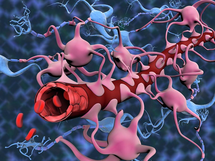 Blood-brain Barrier #3 Photograph by Gunilla Elam/science Photo Library