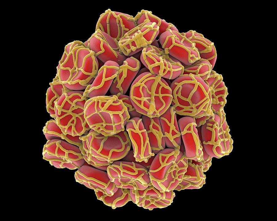 Biological Photograph - Blood Clot by Alfred Pasieka Biological Photograph - Blood Clot by Alfred Pasieka
