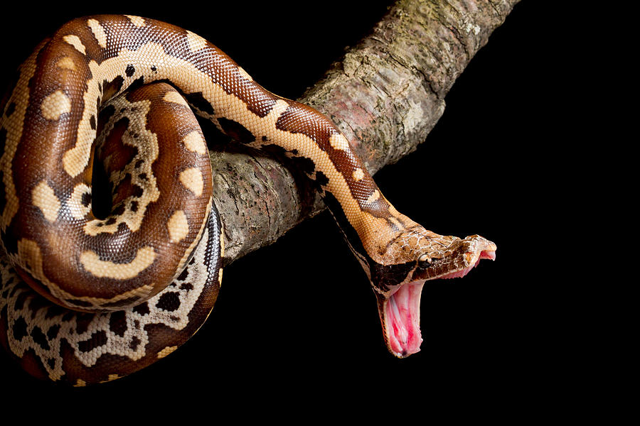 Python Photograph - Blood Python Python Brongersmai #3 by David Kenny