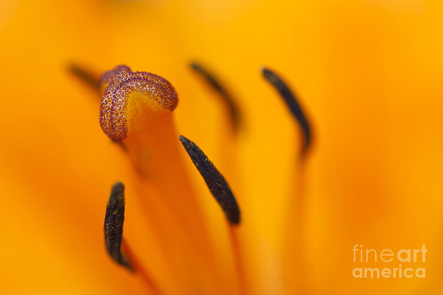 Lily Photograph - Bloom Of Lily #3 by Michal Boubin