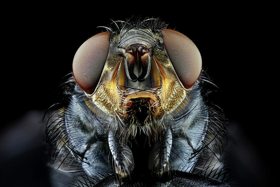 Blowfly Head #3 Photograph by Frank Fox
