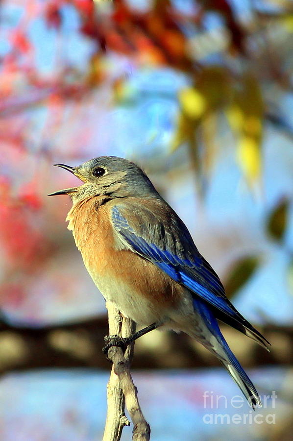 Bird Photograph - Blue Bird #3 by Irina Hays