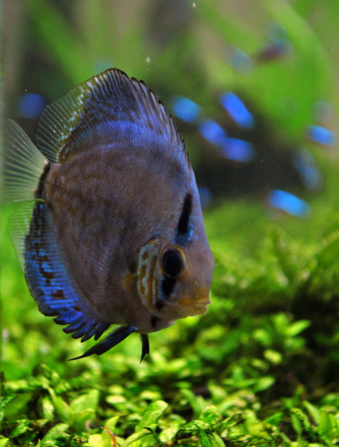 Blue Discus Fish Photograph By Nathan Abbott 