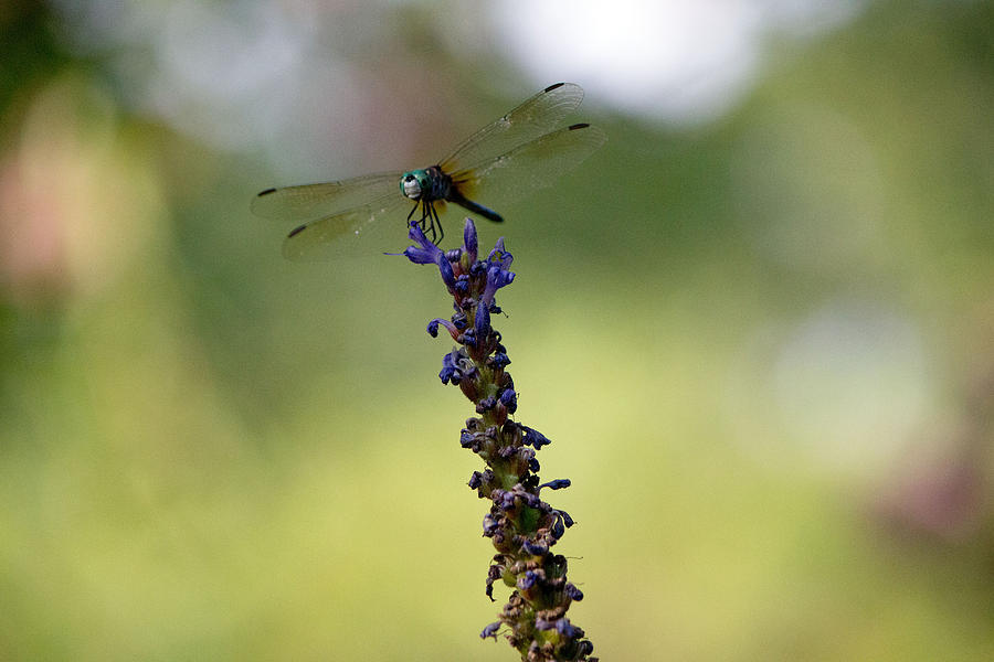 Blue dragonfly #3 Photograph by Susan Jensen