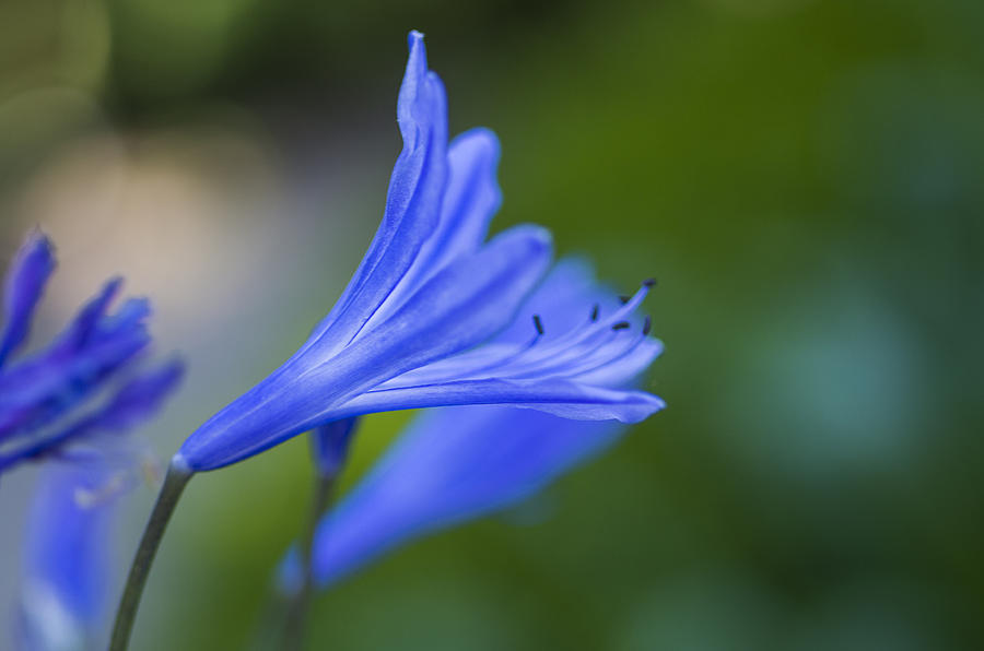 Blue flower #3 Photograph by Paulo Goncalves