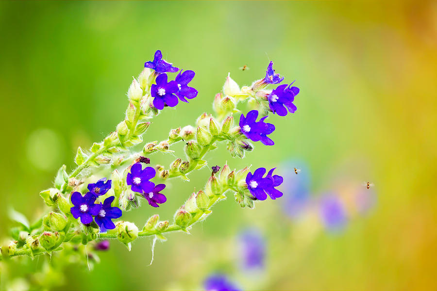 Blue Flowers in the Meadow Photograph by Alain De Maximy - Fine Art America